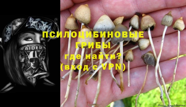 прущие грибы Заводоуковск